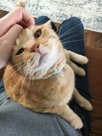 an orange cat sitting on my lap, having his head scratched. he loves it so much
