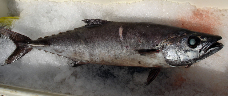 A silvery fish, the escolar, with fins, and along its back portion, little spiky ridges on ice on a NOAA research ship after being fished. 
