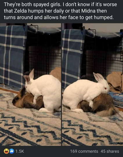 A Facebook post showing a large white rabbit first humping a brown rabbit from the back, and then another picture showing the rabbit humping the rabbit's face. The text reads, "They're both spayed girls. I don't know if it's worse that Zelda humps her daily or that Midna then turns around and allows her face to get humped."