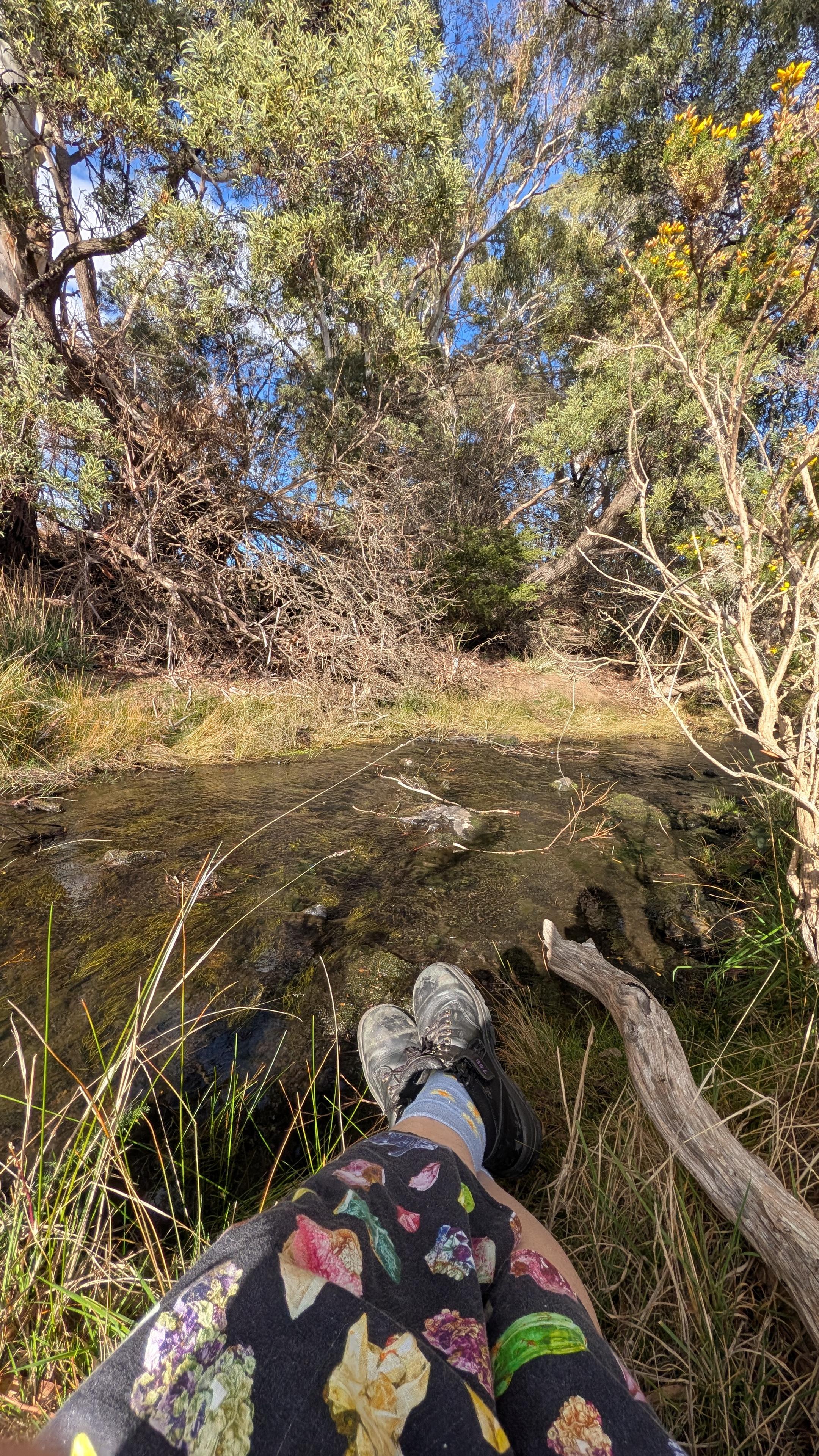 Two legs extend in front of the viewer across the narrow bank of a small shallow stream. Assorted scrub and bush line the other bank. The water is clear and running. The sky visible between the trees is blue. It's altogether rather pleasant.