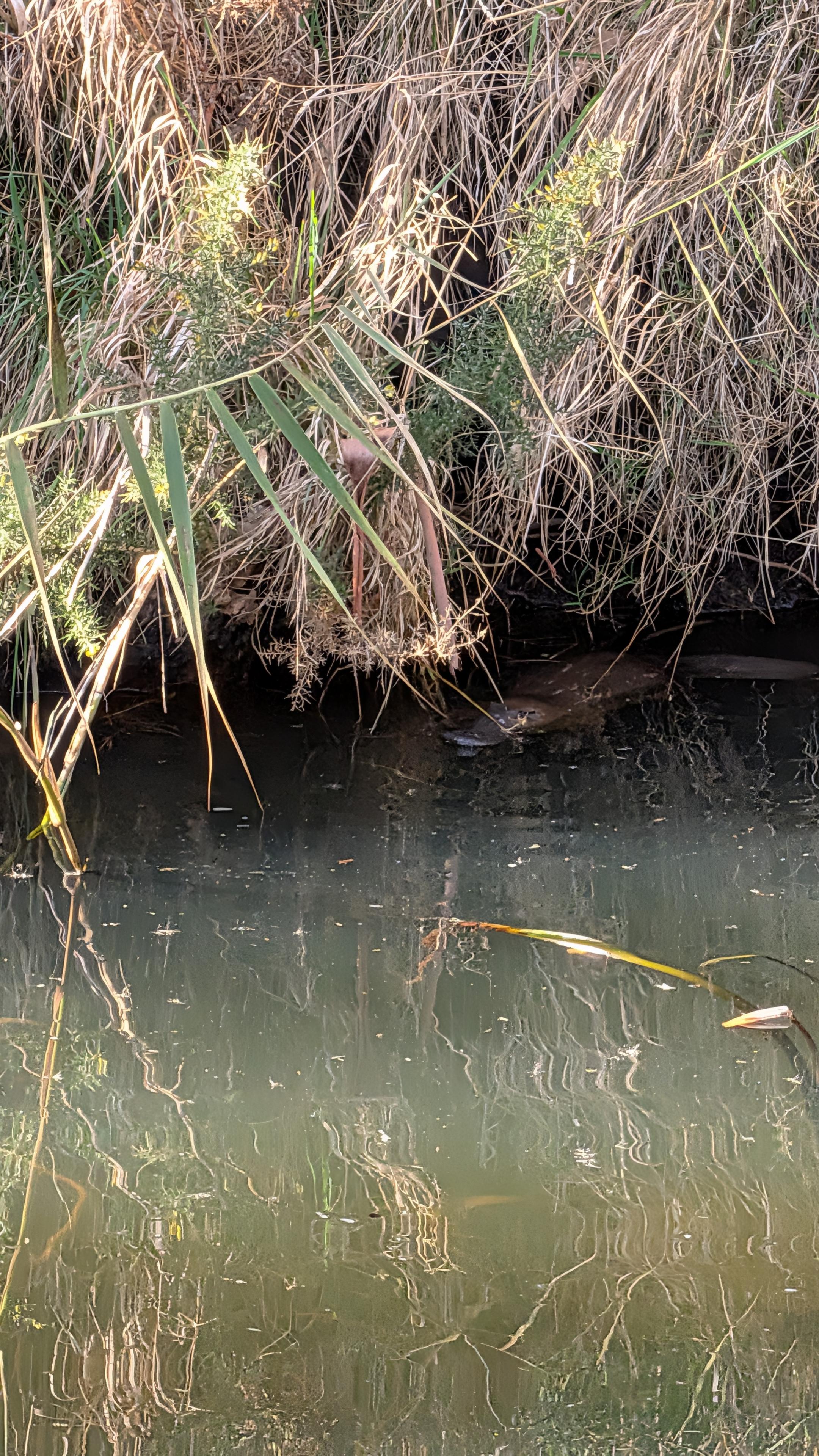 A platypus floats in the shadow of a stream bank overhang