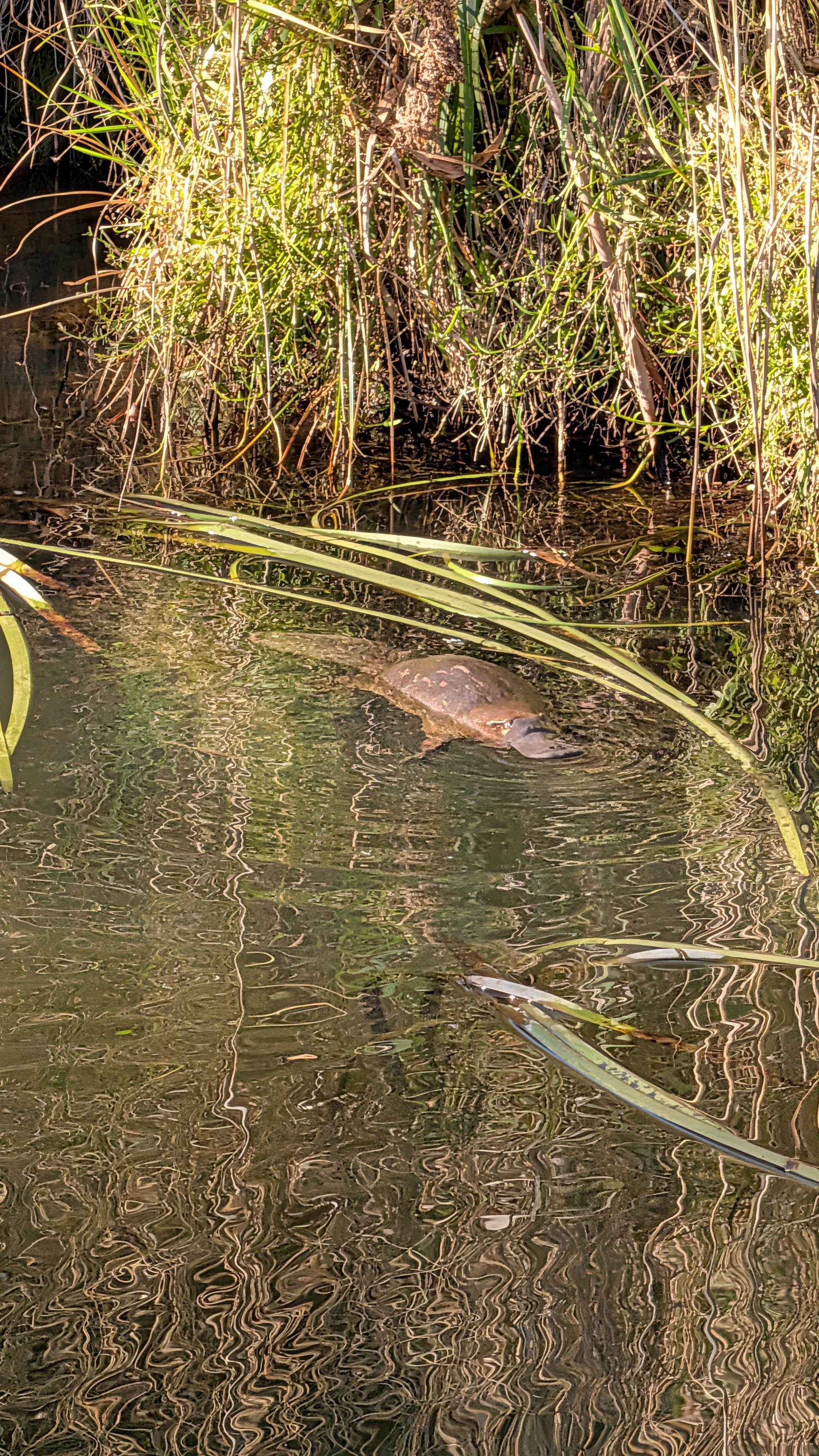 A zoomed in view, the platypus is about 40-50cm long and sniff 50:50 body to tail ratio.