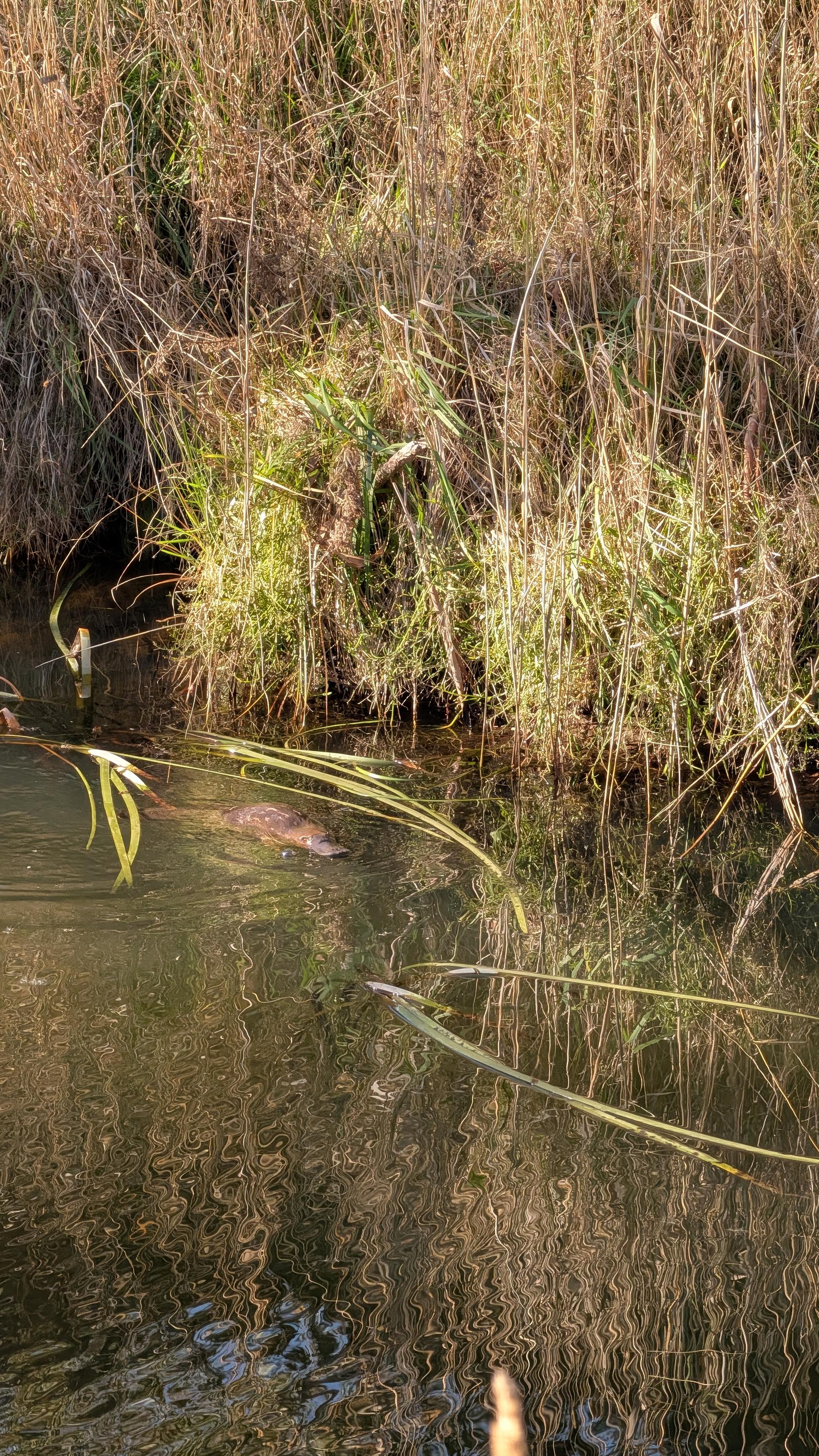 The platypus swimming out from the bank into the low warm winter sunshine. Some dislodged reeds also float in the water